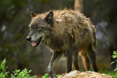 Grey Wolf - Yellowstone NP 2.jpg