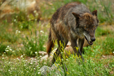 Grey Wolf - Yellowstone NP 3.jpg