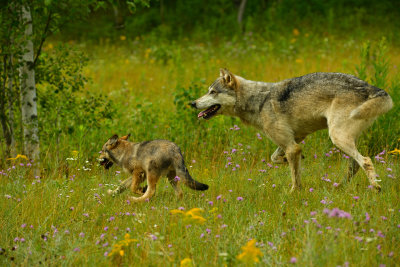 Grey Wolf and Pup - Minnesota.jpg