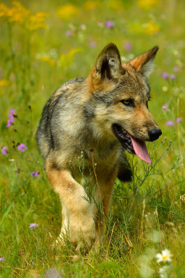 Grey Wolf Pup - Minnesota 1.jpg