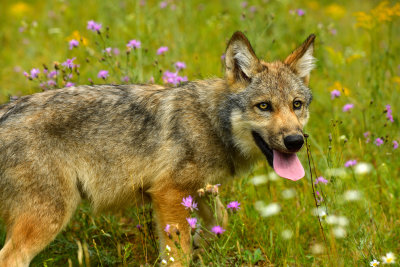 Grey Wolf Pup - Minnesota 2.jpg