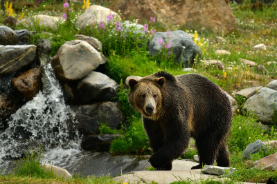 Grizzly - Yellowstone NP 1.jpg