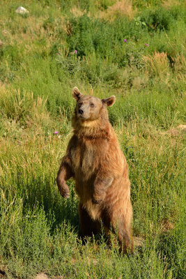 Grizzly - Yellowstone NP 2.jpg