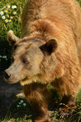 Grizzly - Yellowstone NP 3.jpg