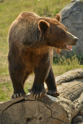Grizzly - Yellowstone NP 6.jpg