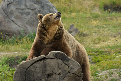 Grizzly - Yellowstone NP 7.jpg