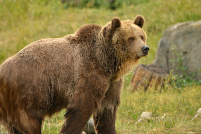 Grizzly - Yellowstone NP 11.jpg