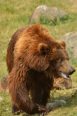 Grizzly - Yellowstone NP 12.jpg