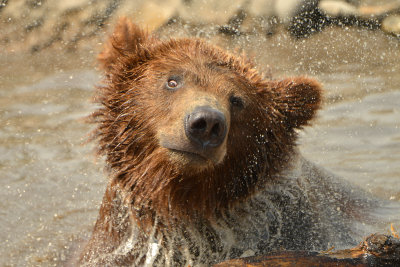 Grizzly - Yellowstone NP 14.jpg