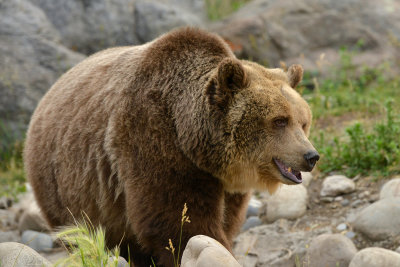 Grizzly - Yellowstone NP 9.jpg