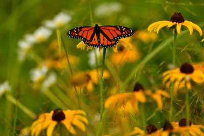 Monarch Butterfly - Minnesota 1.jpg