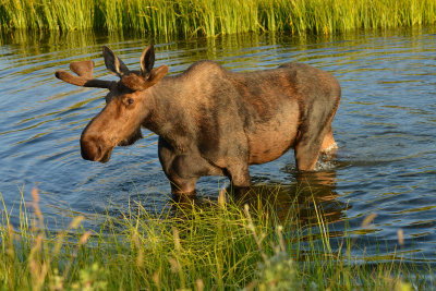 Moose Bull - Grand Teton NP 1.jpg