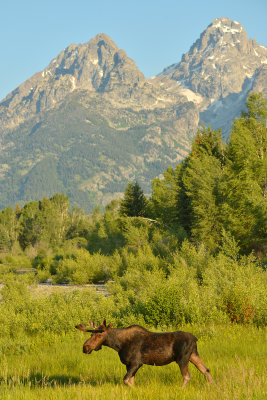 Moose Bull - Grand Teton NP 3.jpg