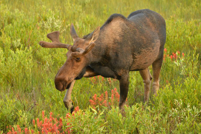 Moose Bull - Grand Teton NP 4.jpg