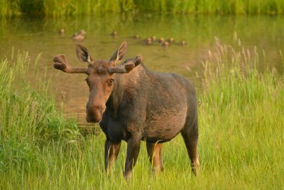 Moose Bull - Grand Teton NP 5.jpg
