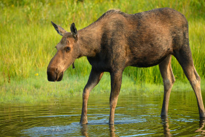 Moose Cow - Grand Teton NP 2.jpg