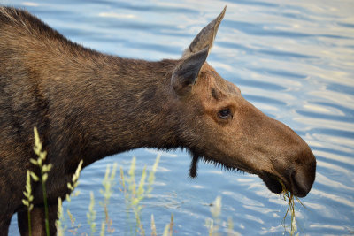 Moose Cow - Grand Teton NP 3.jpg