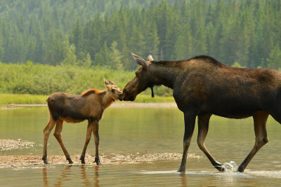 Moose Cow and Calf - Glacier NP 1.jpg