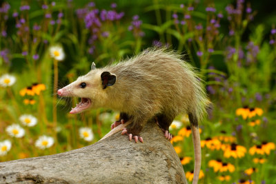 Opossum - Minnesota 1.jpg