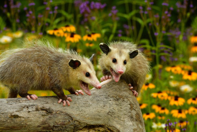Opossums - Minnesota 2.jpg