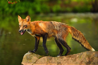Red Fox - Minnesota 1.jpg