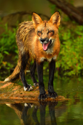 Red Fox - Minnesota 2.jpg