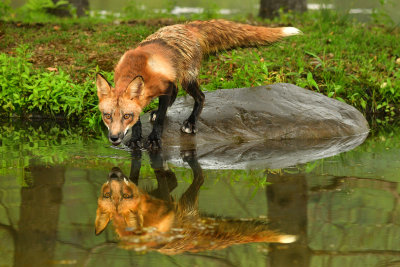 Red Fox - Minnesota 3.jpg