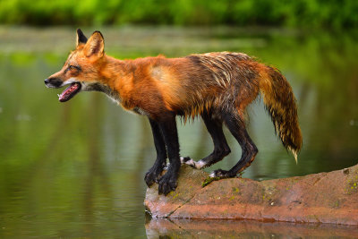 Red Fox - Minnesota 4.jpg