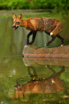 Red Fox - Minnesota 5.jpg