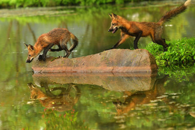 Red Fox Kit - Minnesota 2.jpg