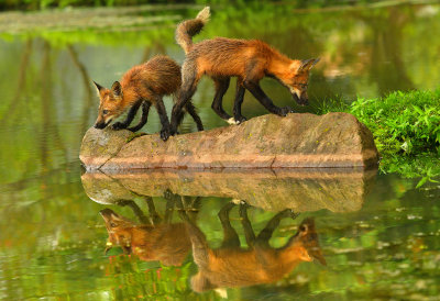 Red Fox Kit - Minnesota 4.jpg