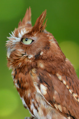 Red Screach Owl - Grand Teton NP 1.jpg