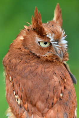 Red Screach Owl - Grand Teton NP 2.jpg