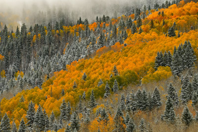 CO - Fresh Snow Treescape 3.jpg