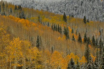 CO - Fresh Snow Treescape 4.jpg