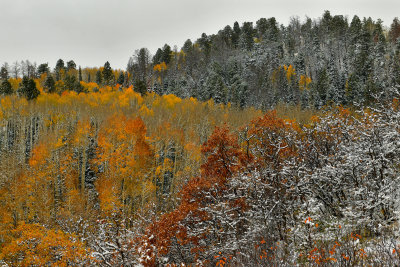 CO - San Juan Mountains Fall Snowy Treescape 1.jpg