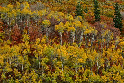 UT - Wasatch Mountain State Park Fall 4.jpg