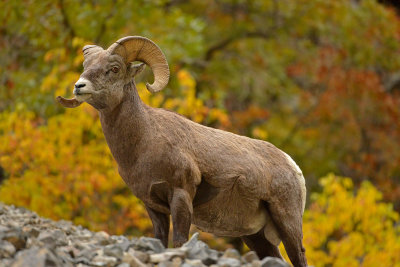 UT - Wasatch Mountains American Fork Canyon Big Horn Sheep 1.jpg