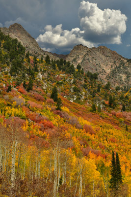 Utah's Wasatch Mountains Glorious Fall Frenzy 2021
