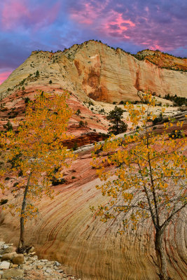 UT - Zion National Park Checkerboard Mesa Fall color Sunrise.jpg