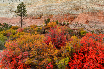 UT - Zion National Park Checkerboard Mesa Fall colors 1.jpg