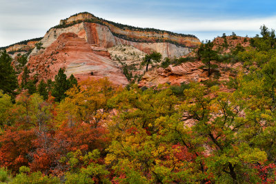 UT - Zion National Park Checkerboard Mesa Fall colors 10.jpg