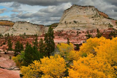 UT - Zion National Park Checkerboard Mesa Fall colors 11.jpg