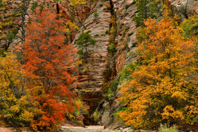 UT - Zion National Park Checkerboard Mesa Fall colors 12.jpg