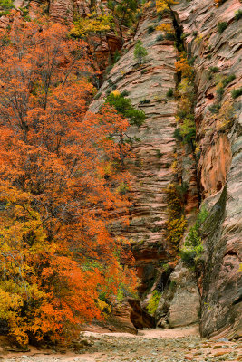 UT - Zion National Park Checkerboard Mesa Fall colors 13.jpg