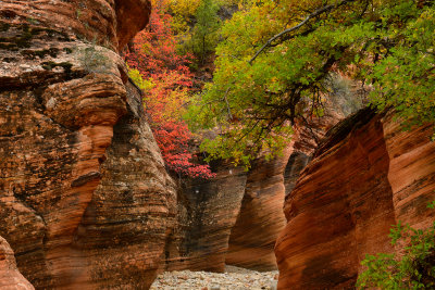 UT - Zion National Park Checkerboard Mesa Fall colors 15.jpg