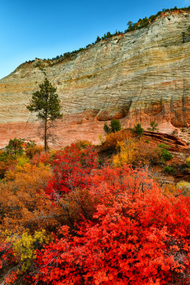 UT - Zion National Park Checkerboard Mesa Fall colors 2.jpg