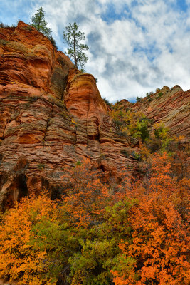 UT - Zion National Park Checkerboard Mesa Fall colors 3.jpg