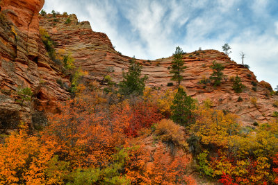 UT - Zion National Park Checkerboard Mesa Fall colors 4.jpg