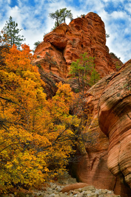 UT - Zion National Park Checkerboard Mesa Fall colors 6.jpg